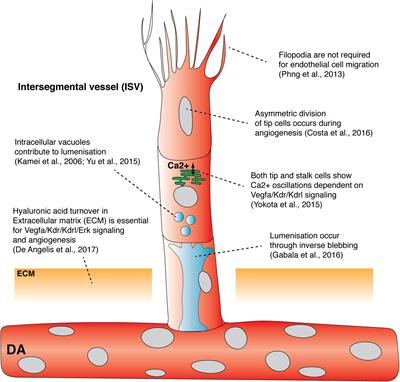 Endothelial Cell Dynamics in Vascular Development: Insights From Live-Imaging in Zebrafish